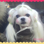 꼬리치랑개