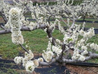 스윗트리팜 가천농원 시골아씨