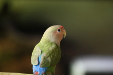 손놀이앵무새농장