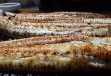 불수성풍천장어