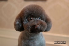 최덕황애견미용학원