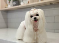 최덕황애견미용학원