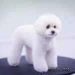 최덕황애견미용학원