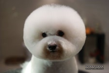 최덕황애견미용학원