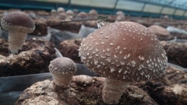 표고버섯농장한길버섯농원