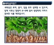 새싹삼영동매곡농장