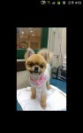 까가주개