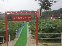 꽃뫼비단잉어