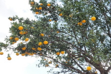 금앤옥통나무펜션