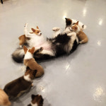 애견카페히릿 건대점