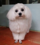 지지애견(은평) GG클럽