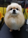 지지애견(은평) GG클럽