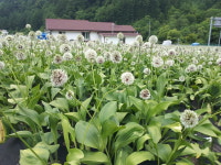 곰배령명이농원