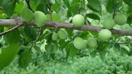 농업회사법인풀빛