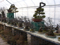 작천분재원
