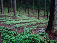 모리아관광농원