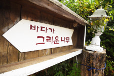 바다가그리운나무