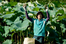 내만갯벌 연잎농장