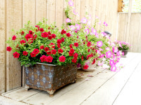 들꽃이야기펜션