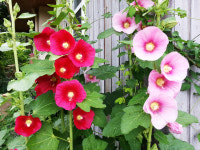 들꽃이야기펜션