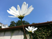 들꽃이야기펜션