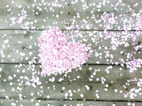 들꽃이야기펜션