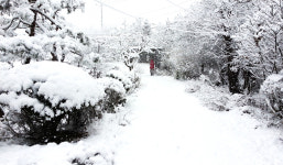 들꽃이야기펜션