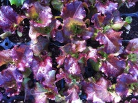 모종시장 모종114