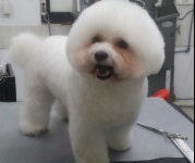 스타독