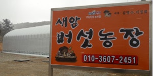 새암버섯농장