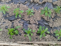 햇살가득 파주 주말농장