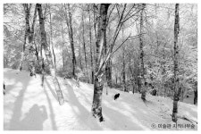 미술관 자작나무숲