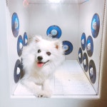 미소애견샵