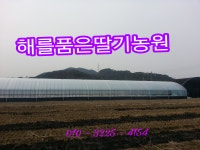 해를품은딸기농원