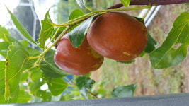 아라별윤서대장농장