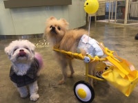 메디펫 동물병원