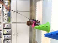 메디펫 동물병원