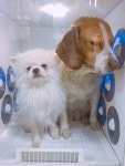 미소애견샵