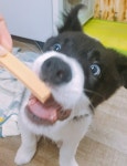 미소애견샵