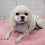 스타독