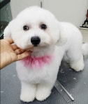 스타독