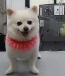 스타독