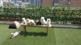 윤앤퍼피 애견유치원&애견호텔&애견훈련