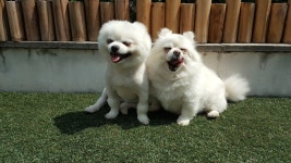 윤앤퍼피 애견유치원&애견호텔&애견훈련