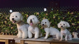 윤앤퍼피 애견유치원&애견호텔&애견훈련