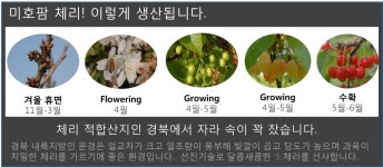 미호팜 체리농장