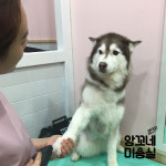 앙꼬네강아지미용실