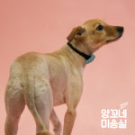 앙꼬네강아지미용실