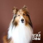 앙꼬네강아지미용실