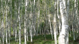 산들자작나무농장